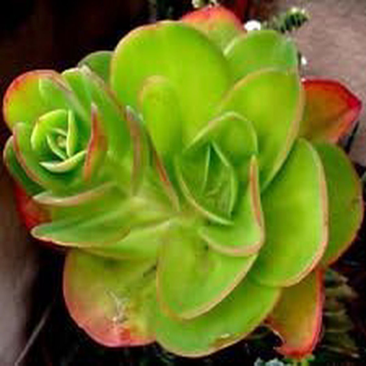 Green Echeveria Palida Plant Seeds for Planting NON GMO Heirloom Seeds, High Germination, Organic Garden