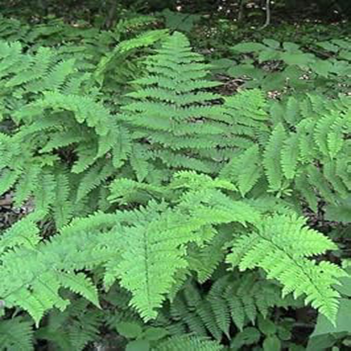 Green Fern Spore Plant Seeds for Planting Heirloom & Non-GMO, High Germination, Organic Garden
