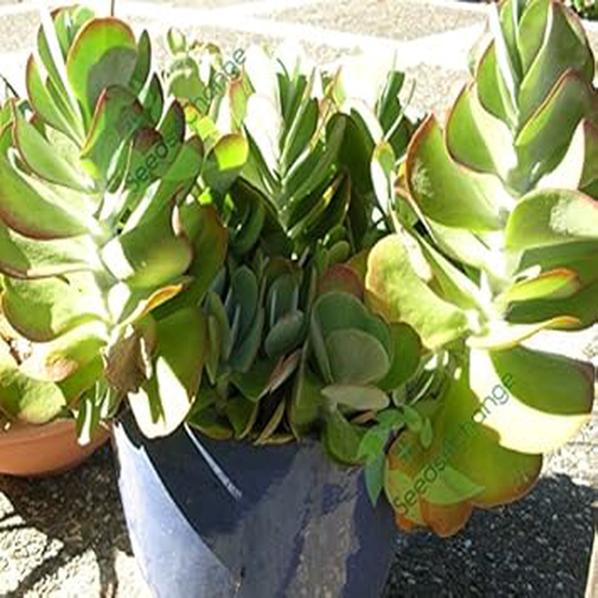 Green Kalanchoe Thyrsiflora Plant Seeds for Planting Heirloom & Non-GMO Seeds, High Germination, Organic Garden Succulents