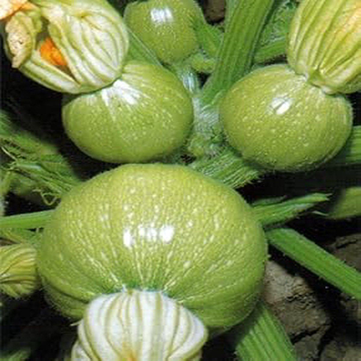 Green Ronde de Seeds for Planting Heirloom, Non-GMO, Organic Garden Seeds, High Germination Round Zucchini