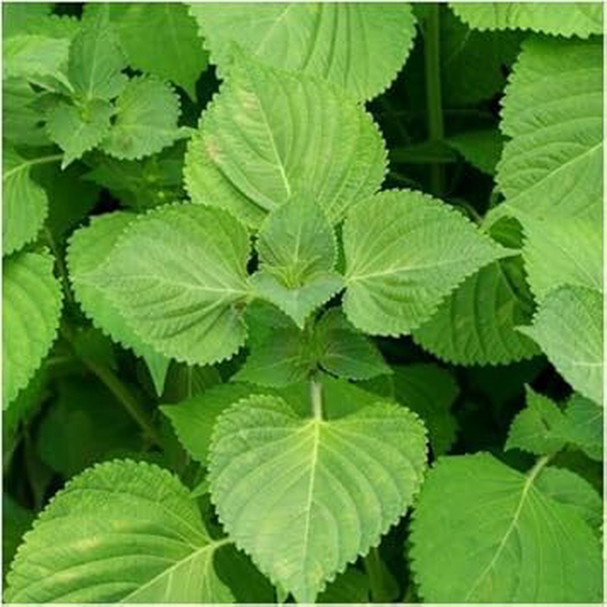Green Shiso Plant Seeds for Planting - Heirloom, Non-GMO, Organic Garden Seeds, High Germinatio