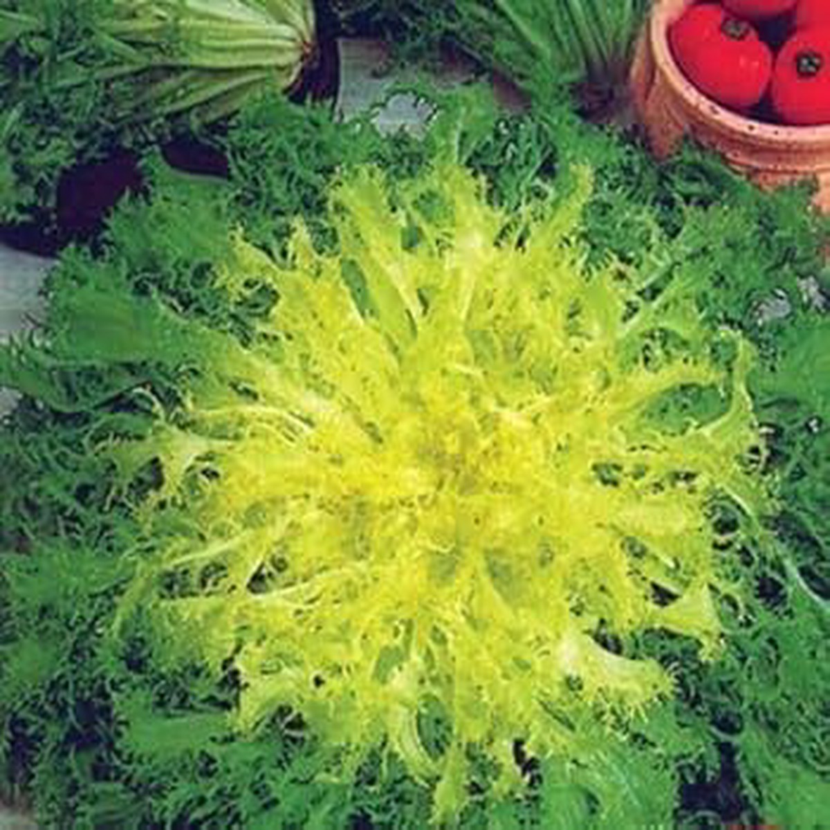 Green Yellow Endive Seeds for Planting Heirloom Non-GMO, High Germination Organic Garden Seeds for Healthy Vegetables