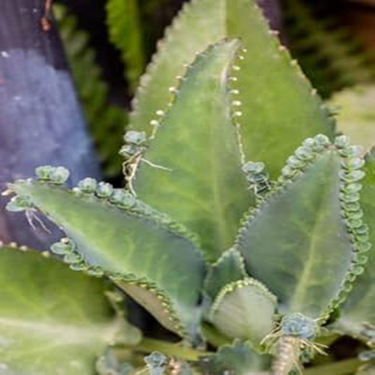 Kalanchoe Plant Seeds Green for Planting Heirloom, Non-GMO, High Germination Organic Garden Seeds