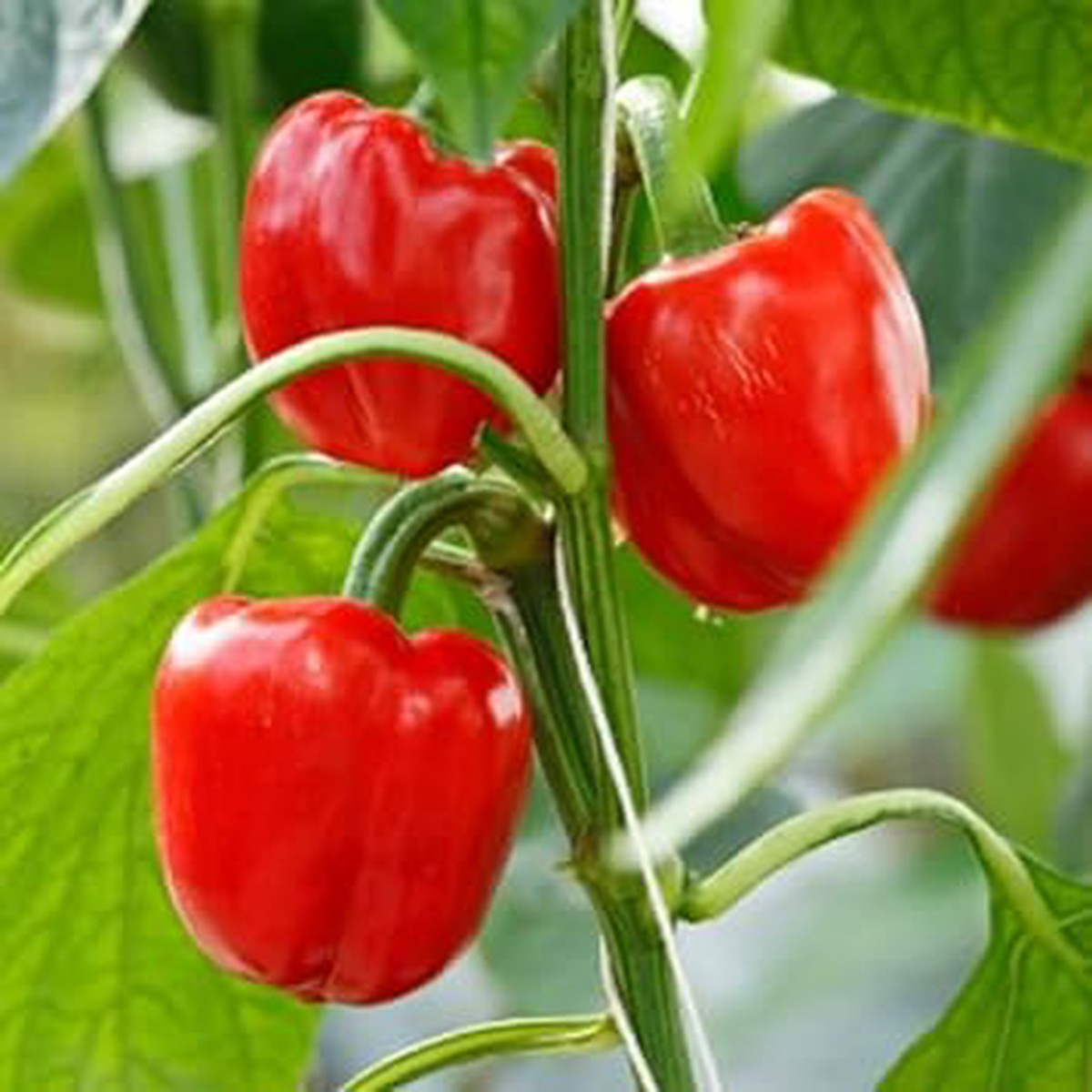 Red Bell Pepper Seeds for Planting - Heirloom, Non-GMO, High Germination Organic Garden Seeds