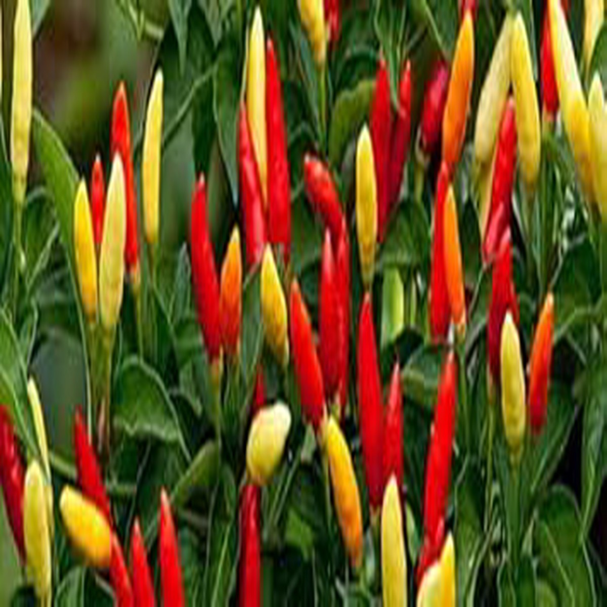 Red Yellow Tobasco Seeds for Planting Spicy Vegetable, 100 pcs, Heirloom, Non-GMO, Organic Garden Seeds, High Germination