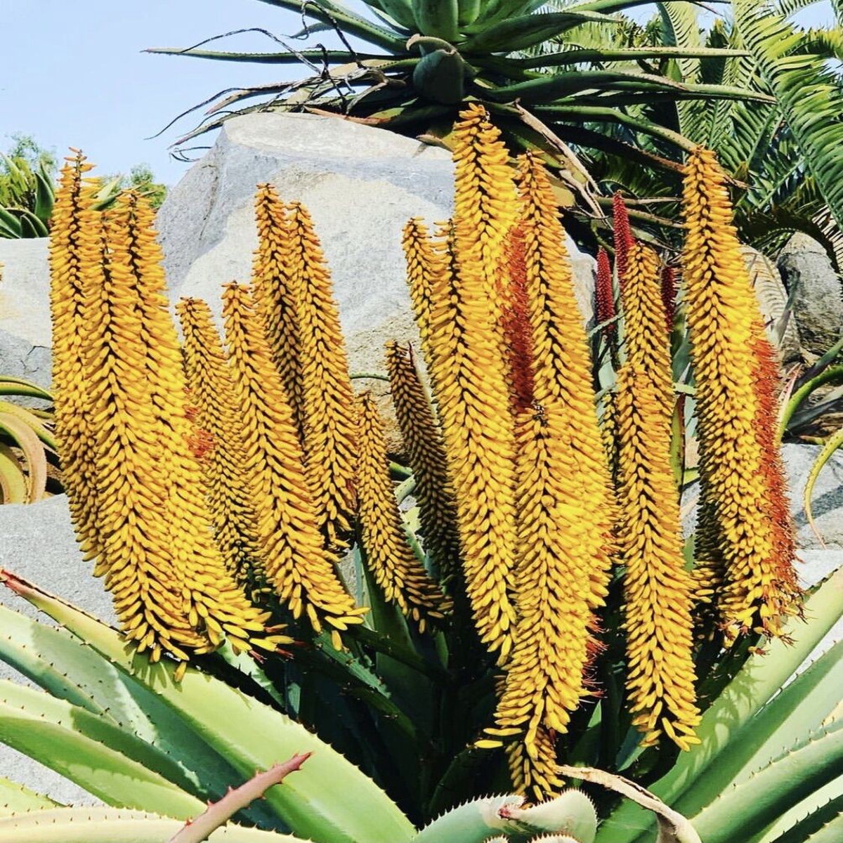 Yellow Aloe Dichotoma Flower Seeds for Planting Non-GMO Heirloom Organic Garden Seeds, High Germination