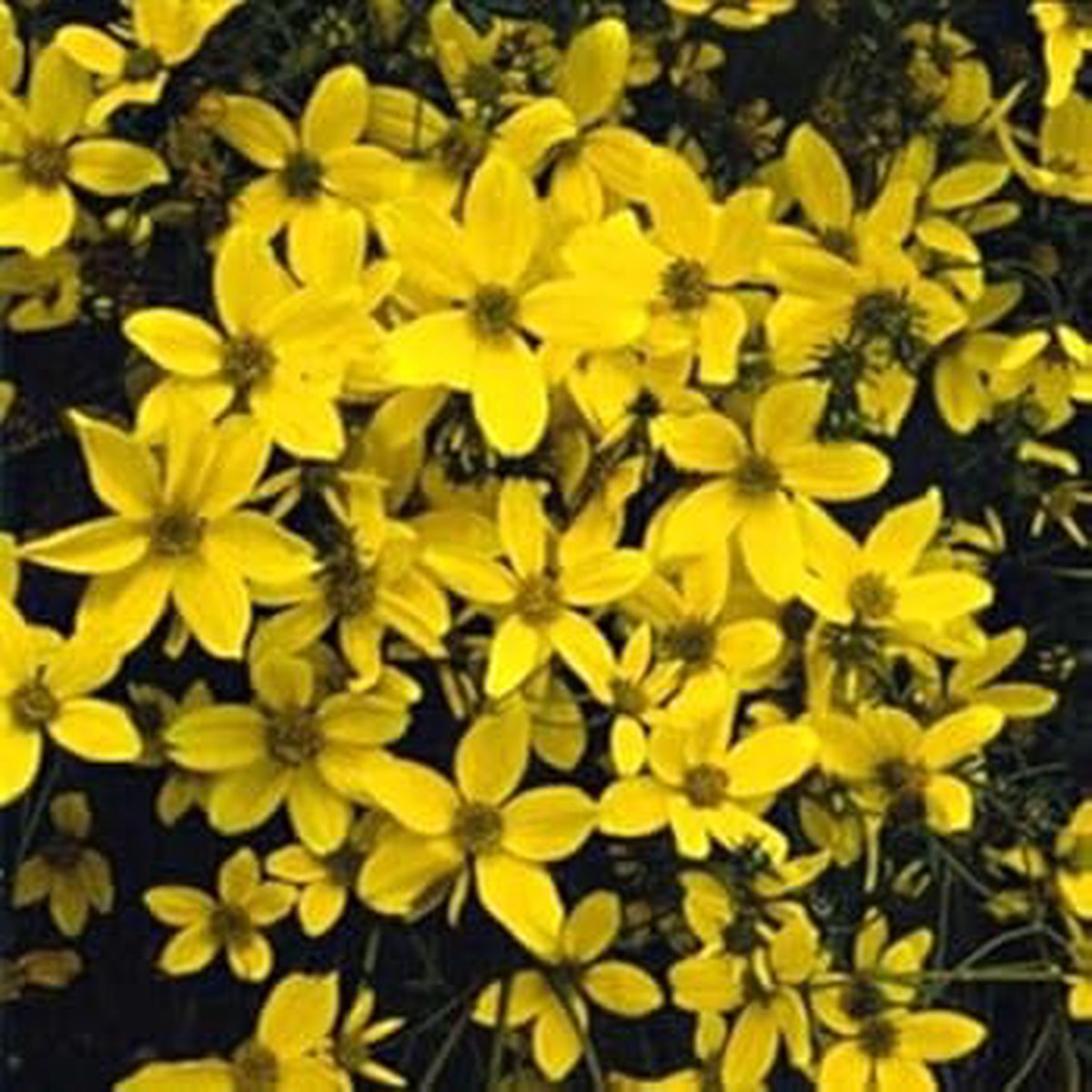 Yellow Bidens Sunshine Annual Seeds for Planting Non-GMO, High Germination Organic Garden Seeds | Heirloom Quality