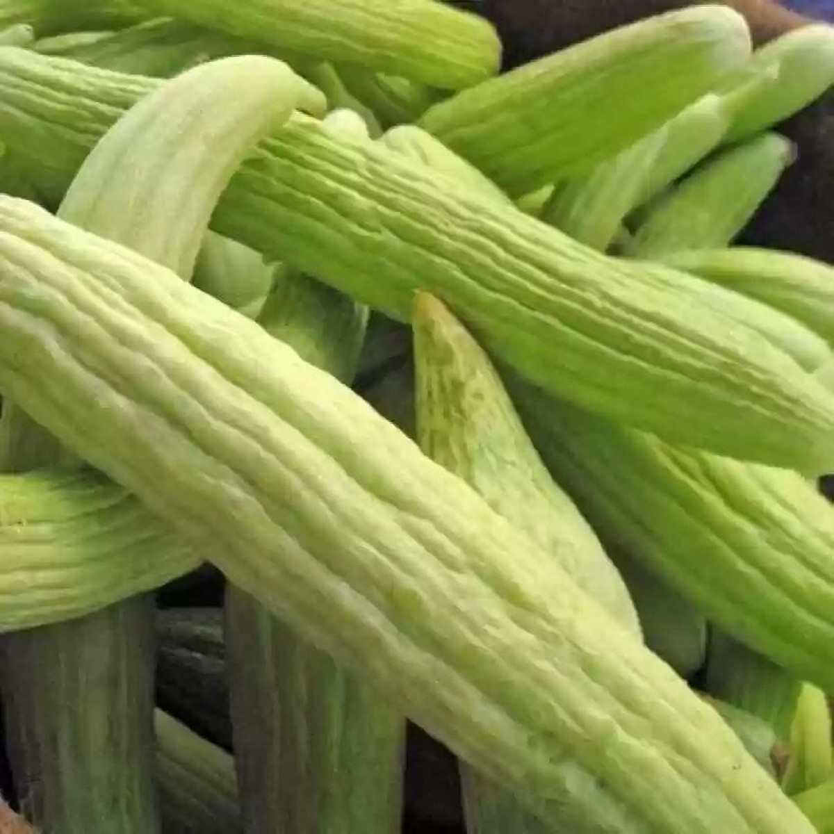 Armenian Pale Green Cucumber Seeds for Planting | Heirloom Non-GMO Organic Garden Seeds