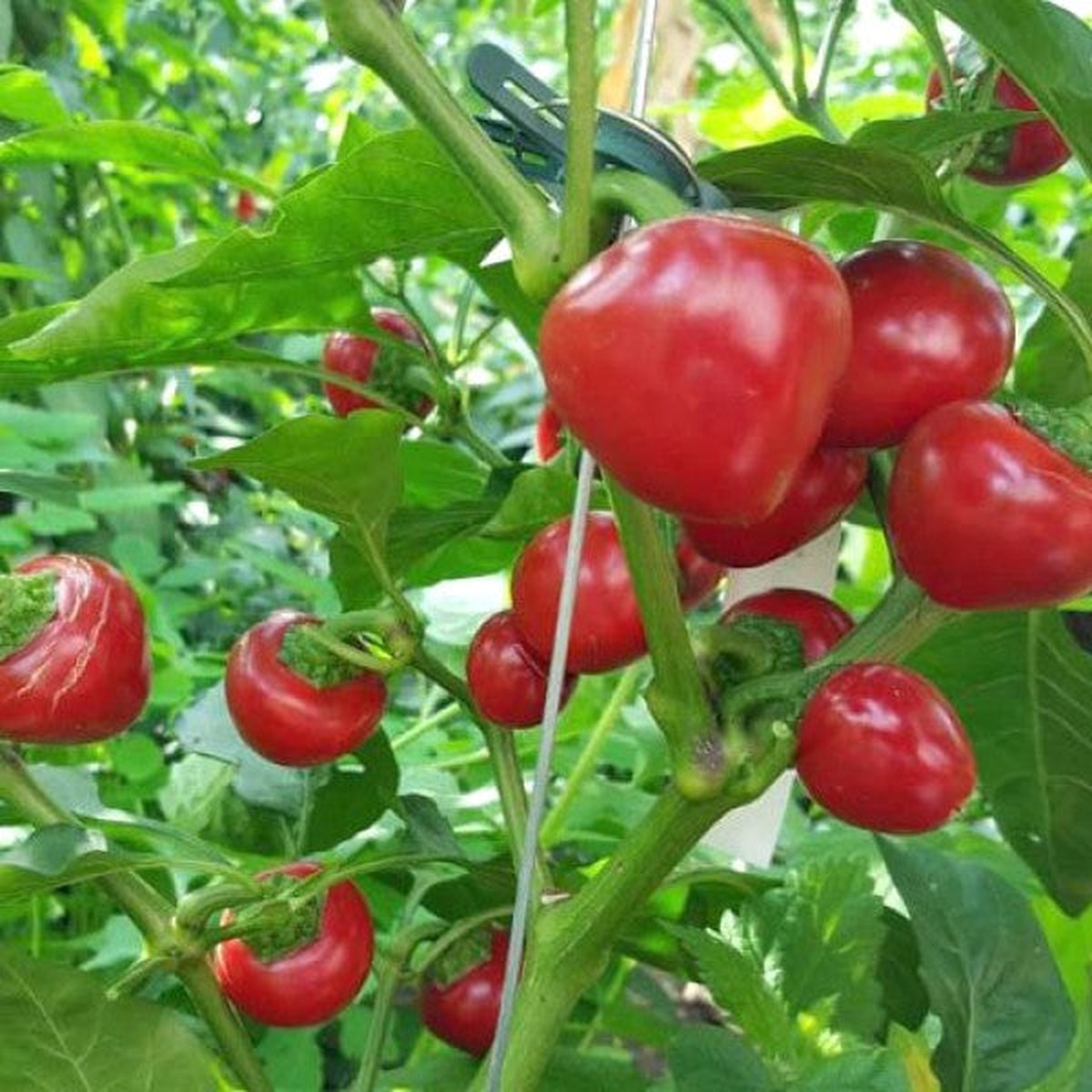 Chili Tomato Seeds for Planting Heirloom, Non-GMO, Organic Garden Seeds, High Germination Hot Tomato Variety