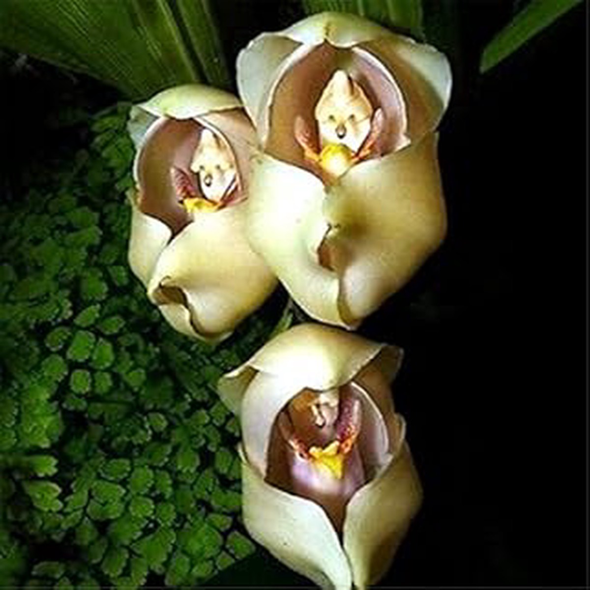 Cream Eggs Baby Orchid Flower Seeds for Planting NON GMO Heirloom Seeds, High Germination, Organic Garden