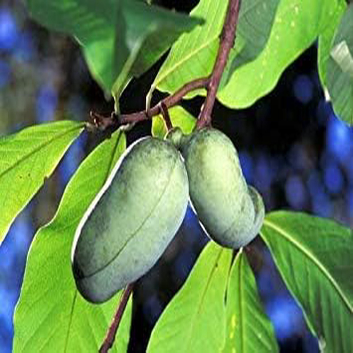 Green Asimina Triloba Plant Seeds for Planting NON GMO Heirloom Seeds, High Germination, Organic Garden
