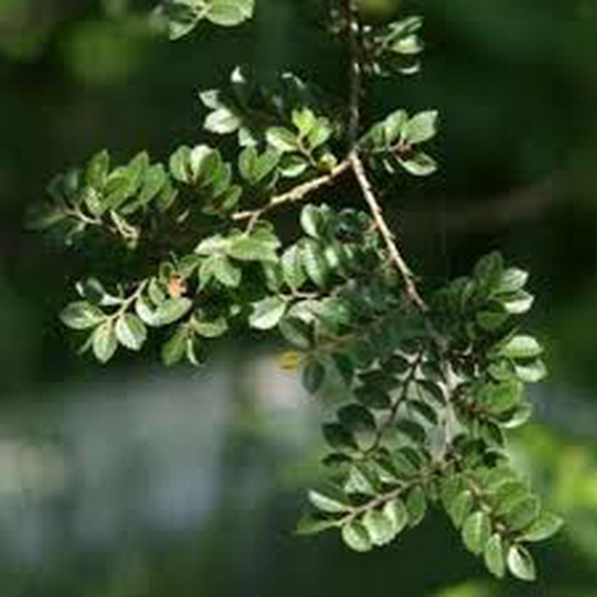 Green Eucalyptus Parvifolia Plant Seeds for Planting Heirloom, NON GMO, High Germination, Organic Garden