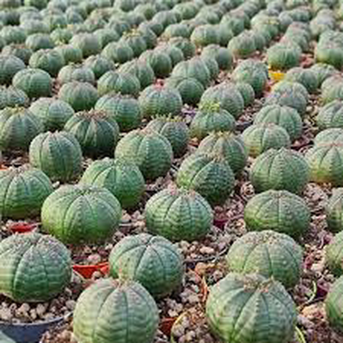 Green Euphorbia Obesa Plant Seeds for Planting NON GMO Heirloom Seeds, High Germination, Organic Garden