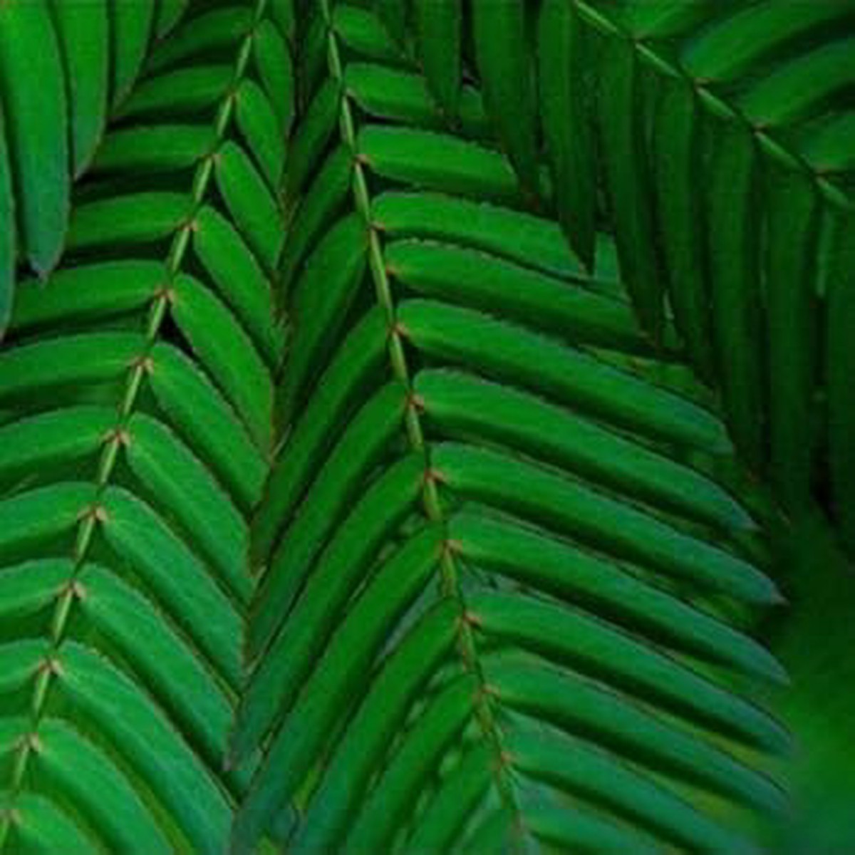 Green Mimosa Plant Seeds for Planting Heirloom, Non-GMO, Organic Garden Seeds, High Germination Ornamental Plant