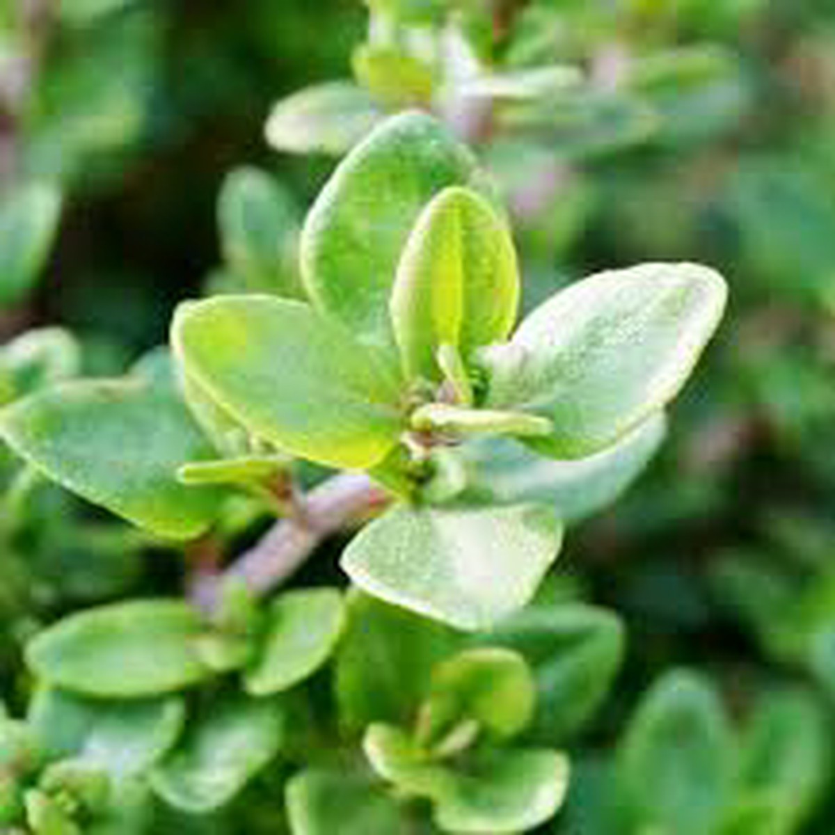 Green Myrica Pennsylvanica Plant Seeds for Planting NON GMO Heirloom Seeds, High Germination, Organic Garden