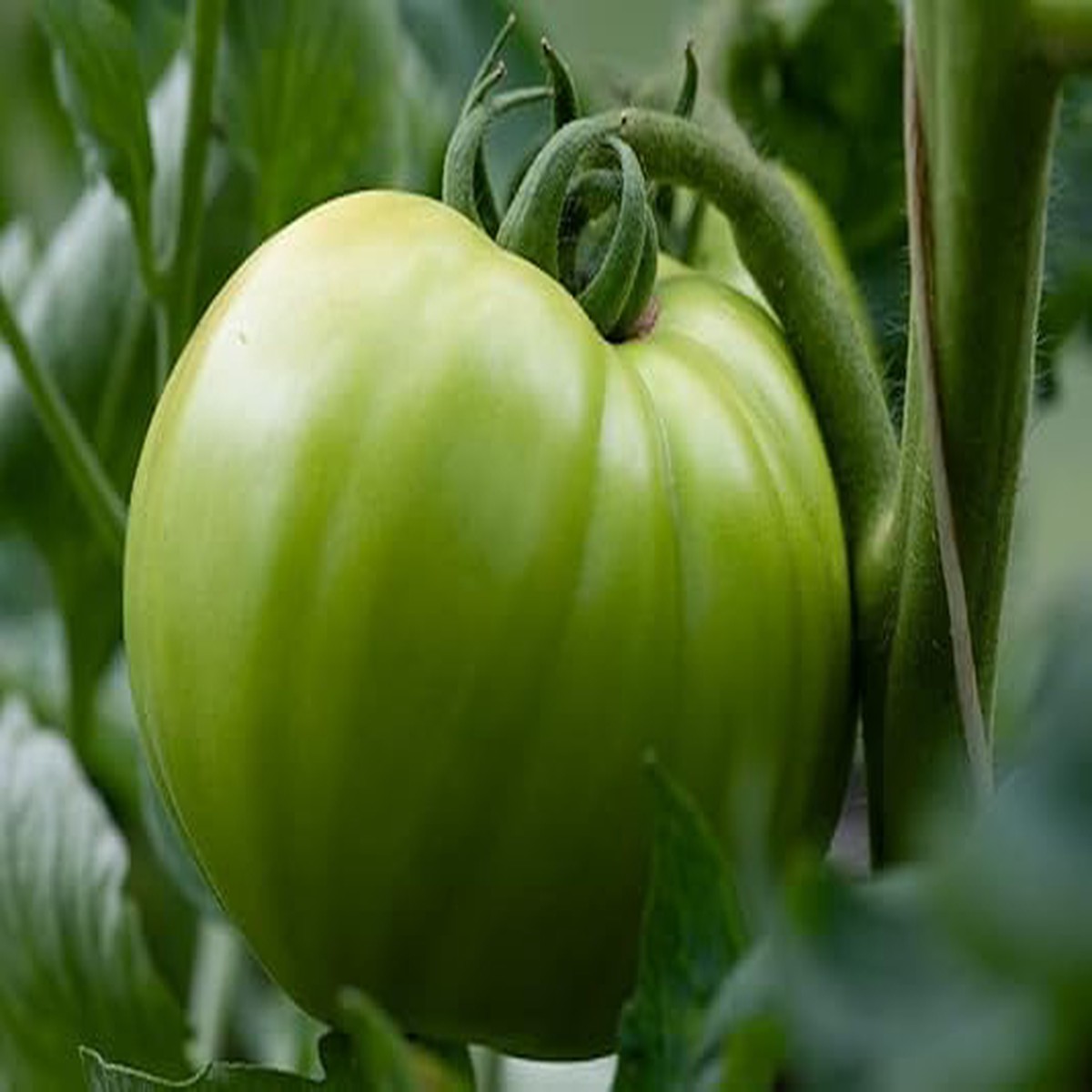 Green Tomato Seeds for Planting Heirloom, Non-GMO, High Germination Organic Garden Seeds
