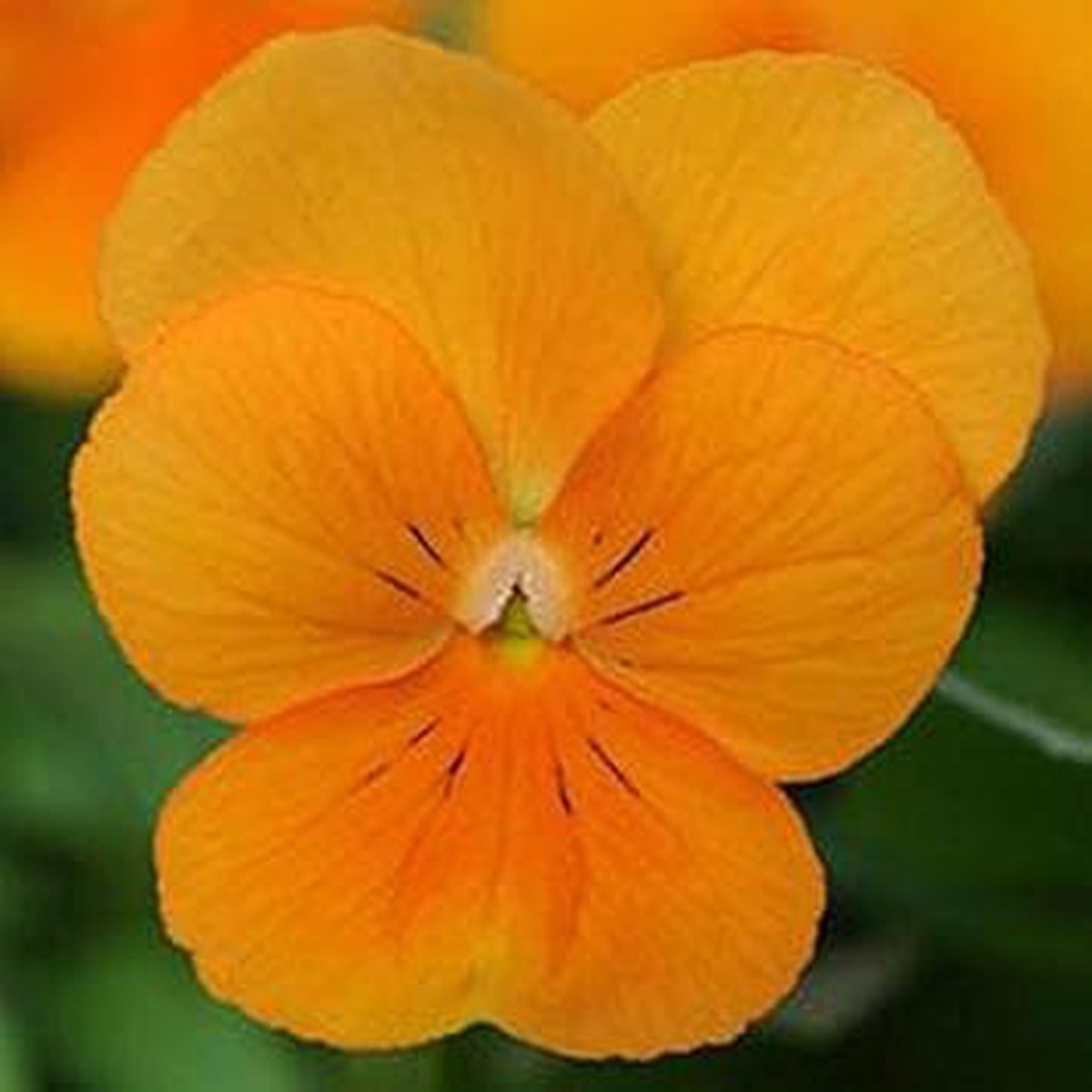 Orange Viola Sorbet Flower Seeds for Planting NON GMO Heirloom Seeds, High Germination, Organic Garden Blooms