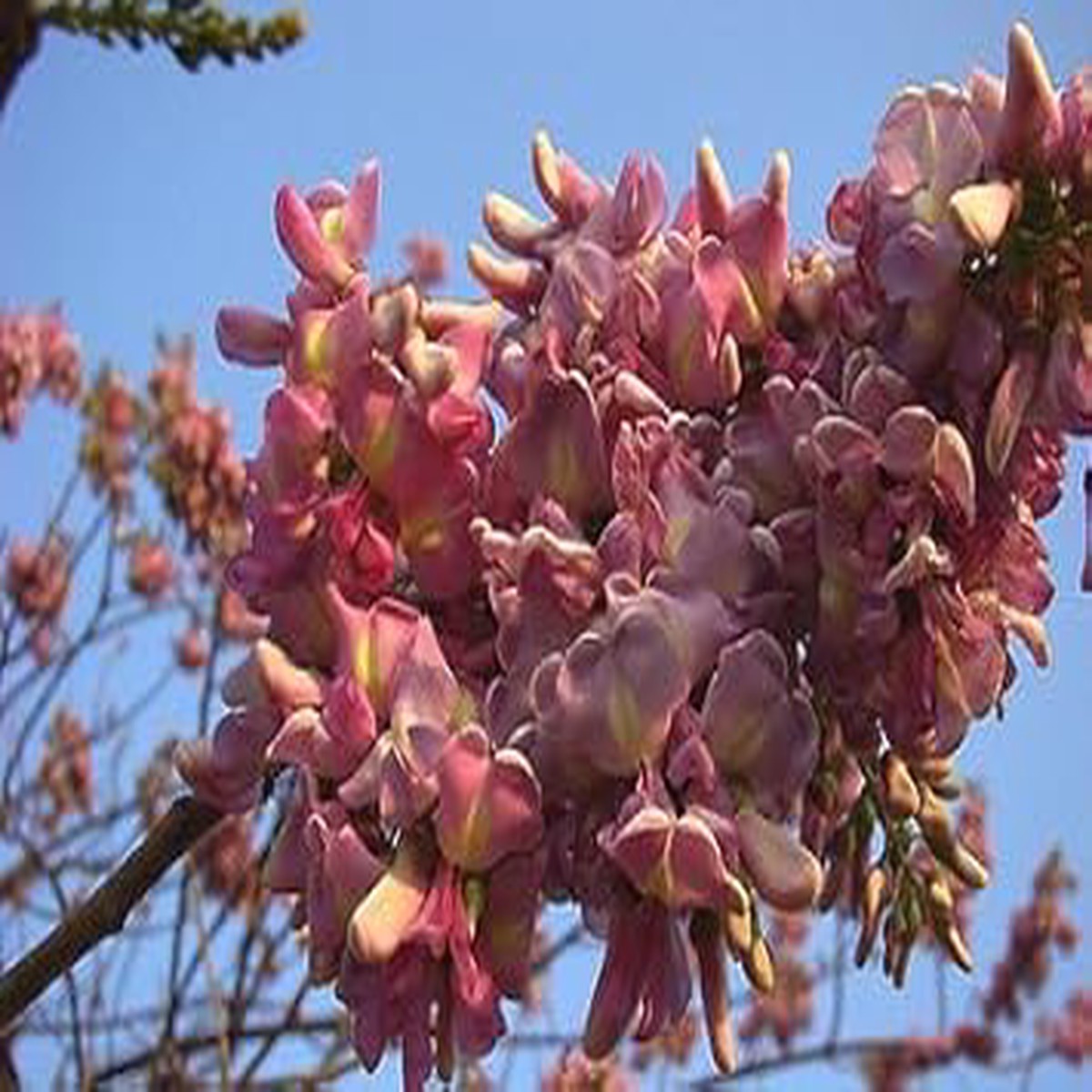 Pale Pink Gliricidia Sepium Flower Seeds for Planting NON GMO Heirloom Seeds, High Germination, Organic Garden