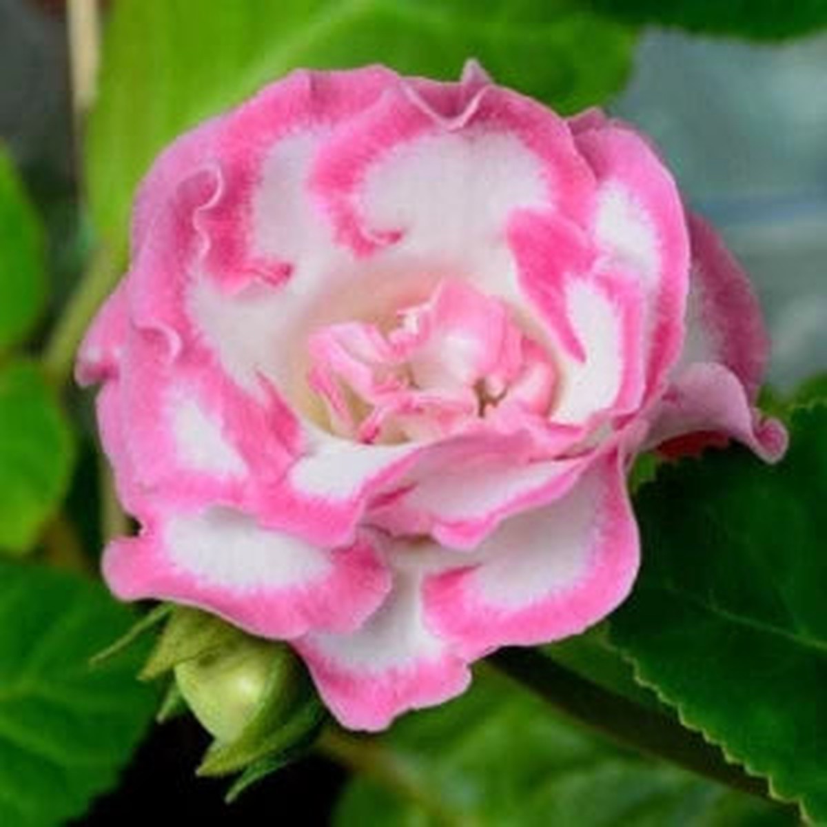 Pink White Gloxinia Flower Planting Seeds for Garden Non-GMO, Heirloom, High Germination Seeds