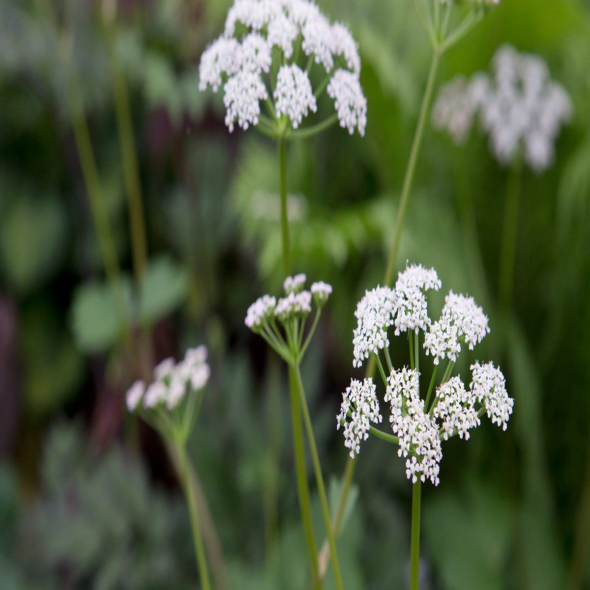 Scotch Lovage (Ligusticum scoticum) Plant Seeds for Planting Heirloom & Non-GMO Seeds, High Germination, Organic Garden