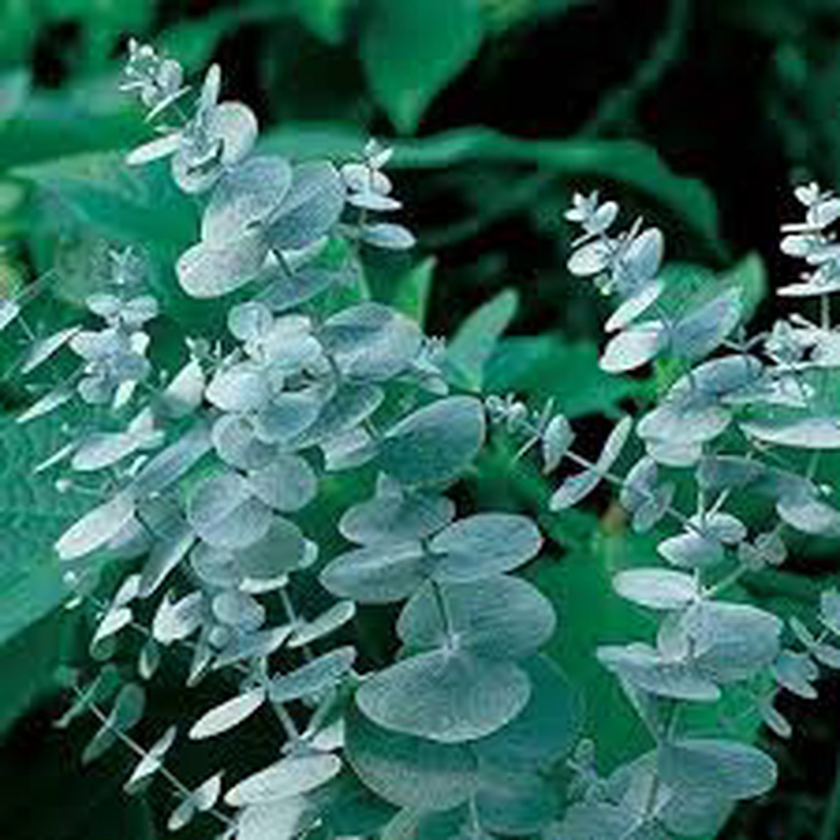 Sea Blue Eucalyptus Gunnii Plant Seeds for Planting Heirloom & Non-GMO Seeds, High Germination, Organic Garden