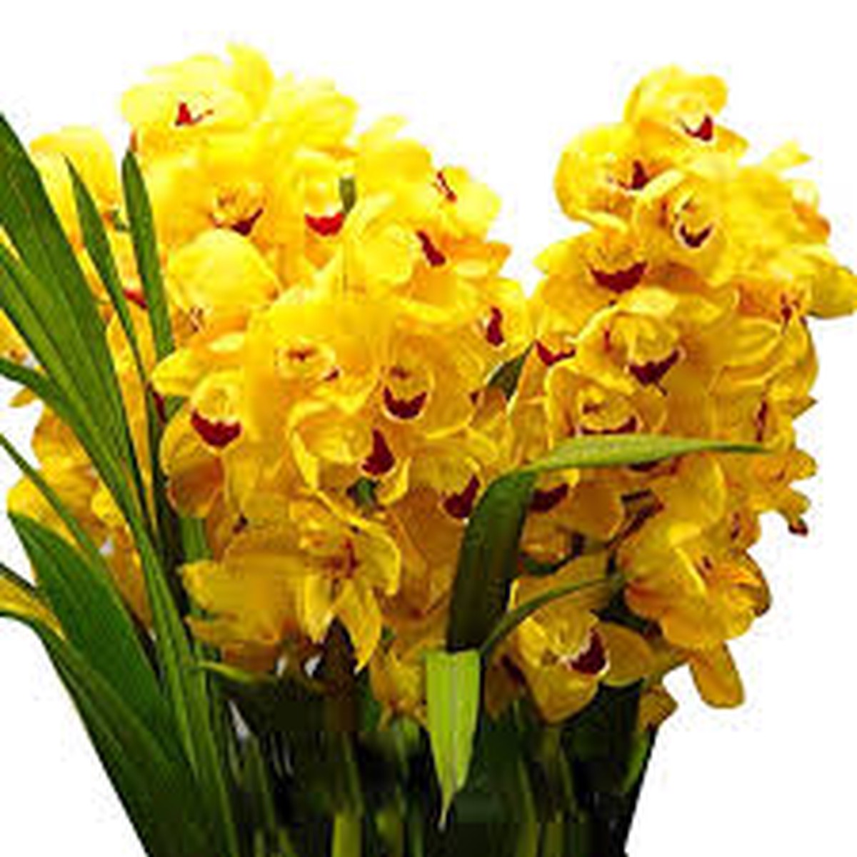 Yellow Orchid Formaldehyde Flower Planting Seeds for Garden Non-GMO, Heirloom, High Germination Seeds