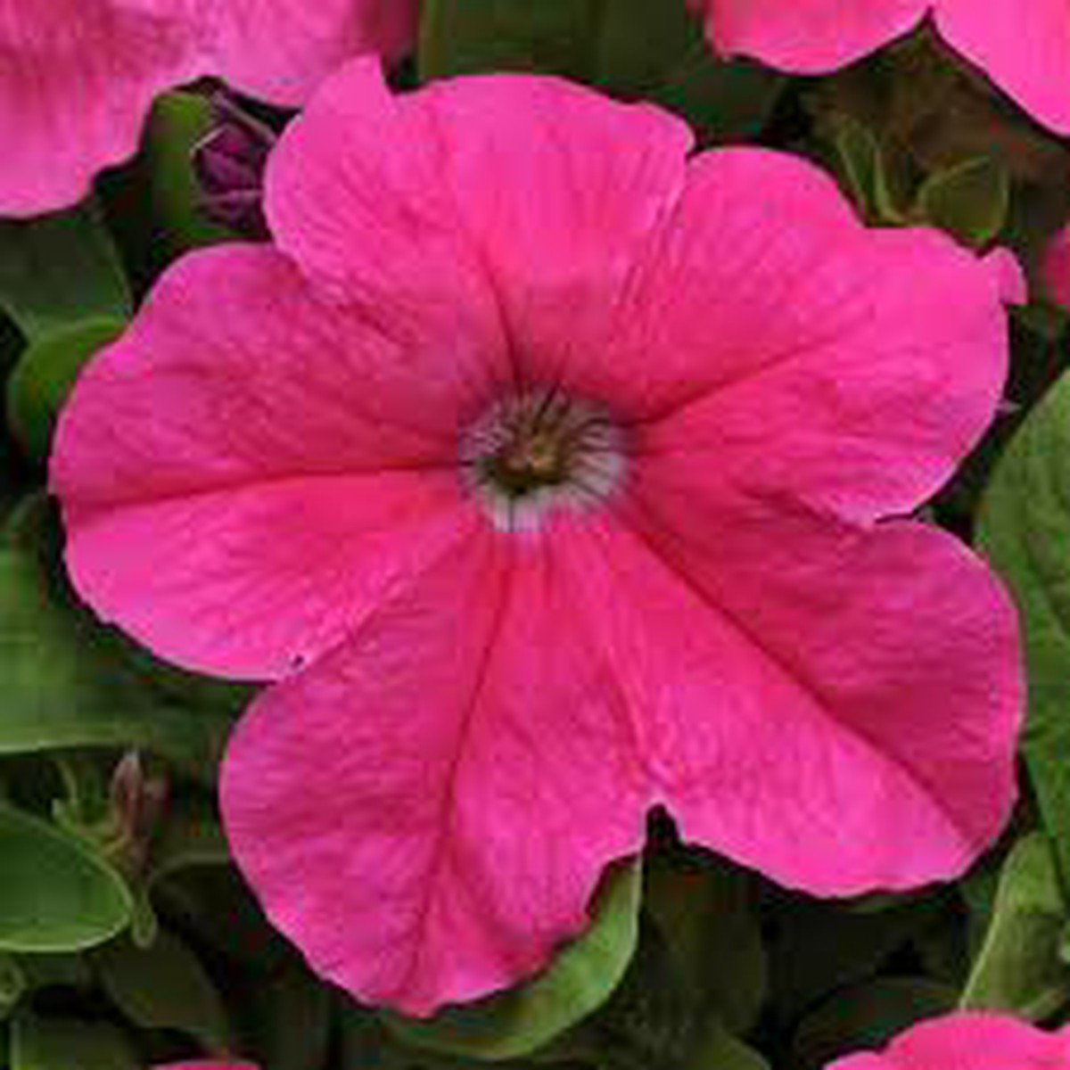 Cerise Pink Petunia Flower Seeds for Planting Heirloom, Non-GMO, High Germination, Easy to Grow