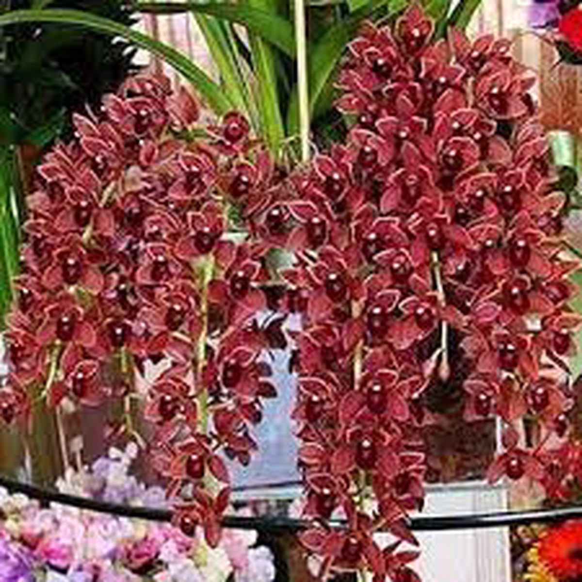 Dark Red Orchid Flower Seeds for Garden Non-GMO, Heirloom, High Germination Seeds
