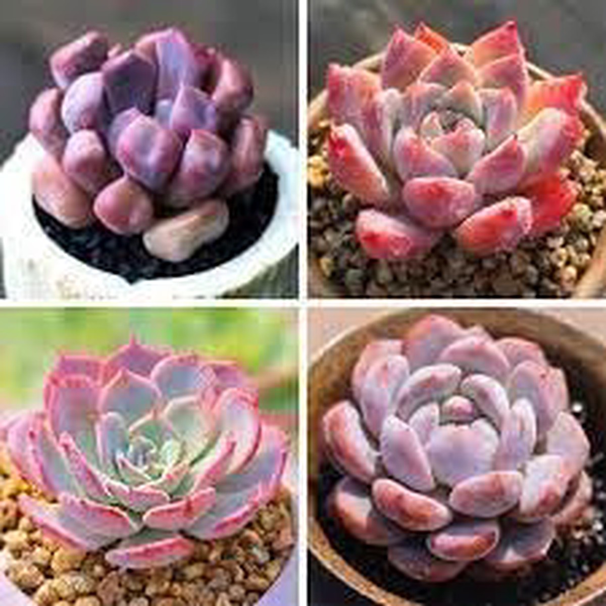 Echeveria Flowering Seeds for Planting Non-GMO, Heirloom, High Germination Seeds