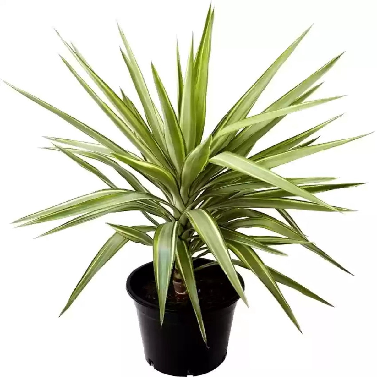 Green Dracaena Palm Plant Seeds for Garden Non-GMO, Heirloom, High Germination Seeds