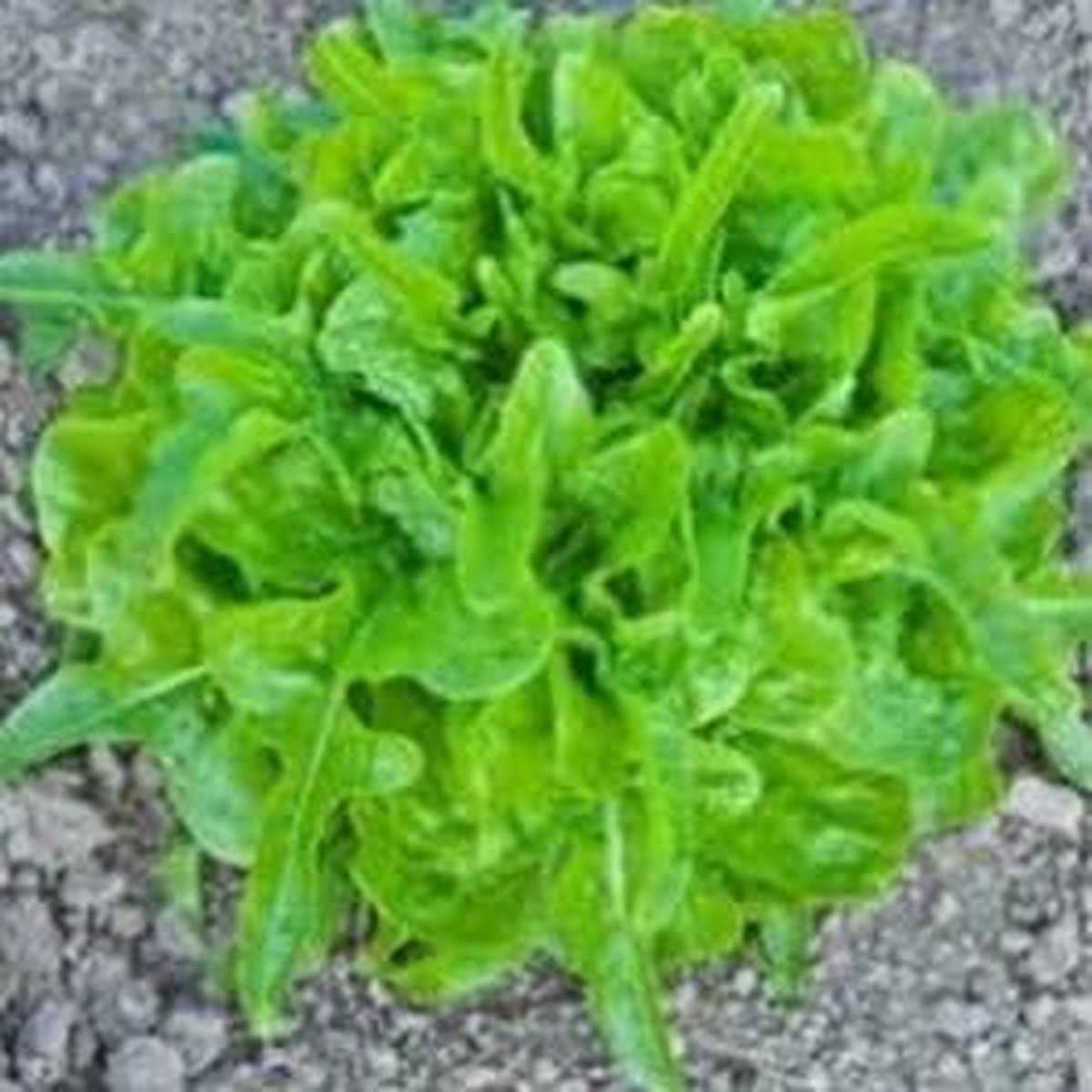 Heirloom Dubacek Tomato Seeds Non-GMO Vegetable for Garden Planting High Germination Organic Seeds