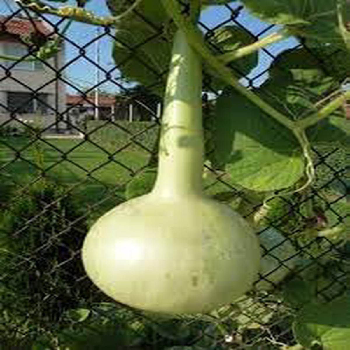 Heirloom Non-GMO Calabash Vegetable Seeds for Planting Organic Garden Seeds with High Germination