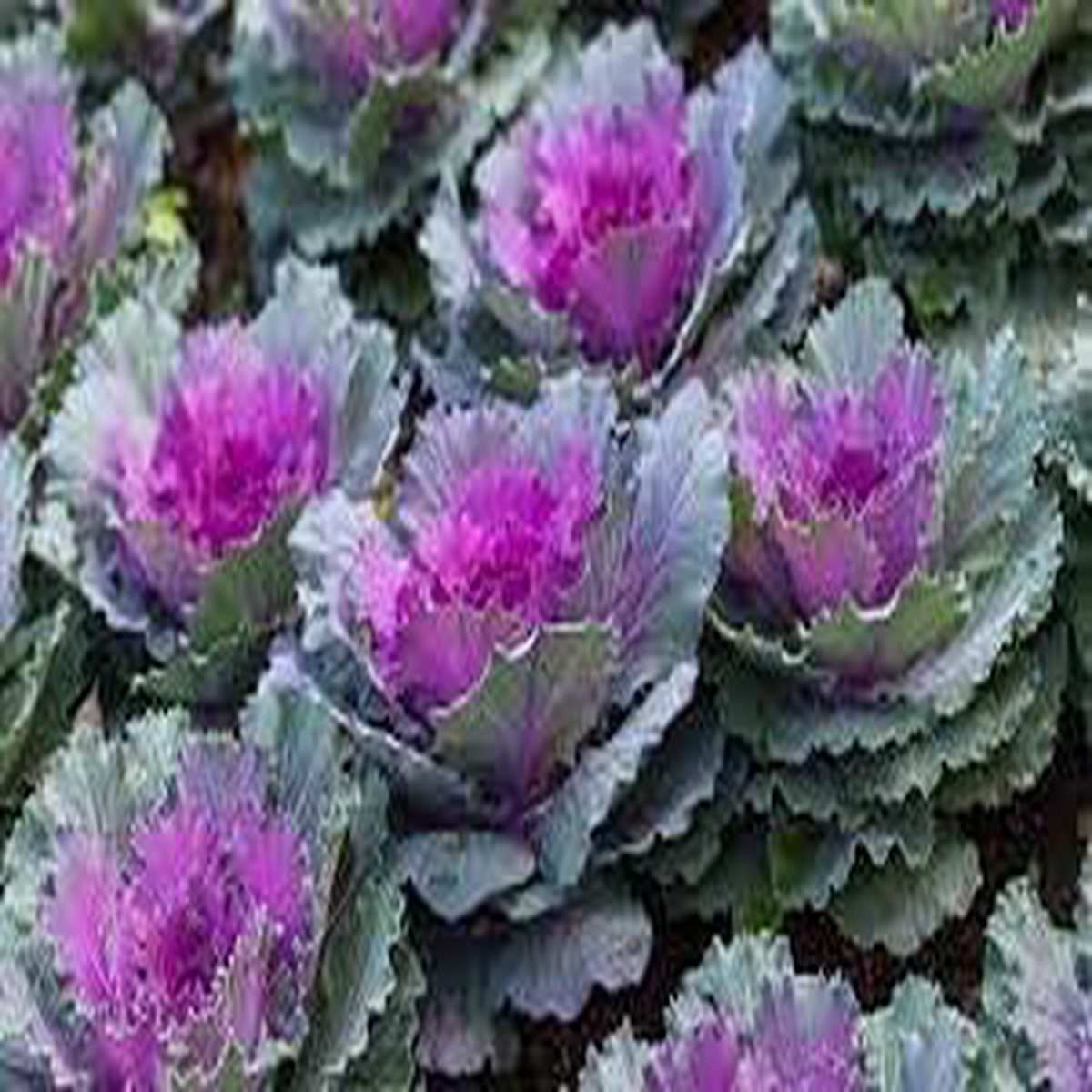 Heirloom Non-GMO Kale Seeds for Planting High Germination Organic Garden Vegetable Seeds
