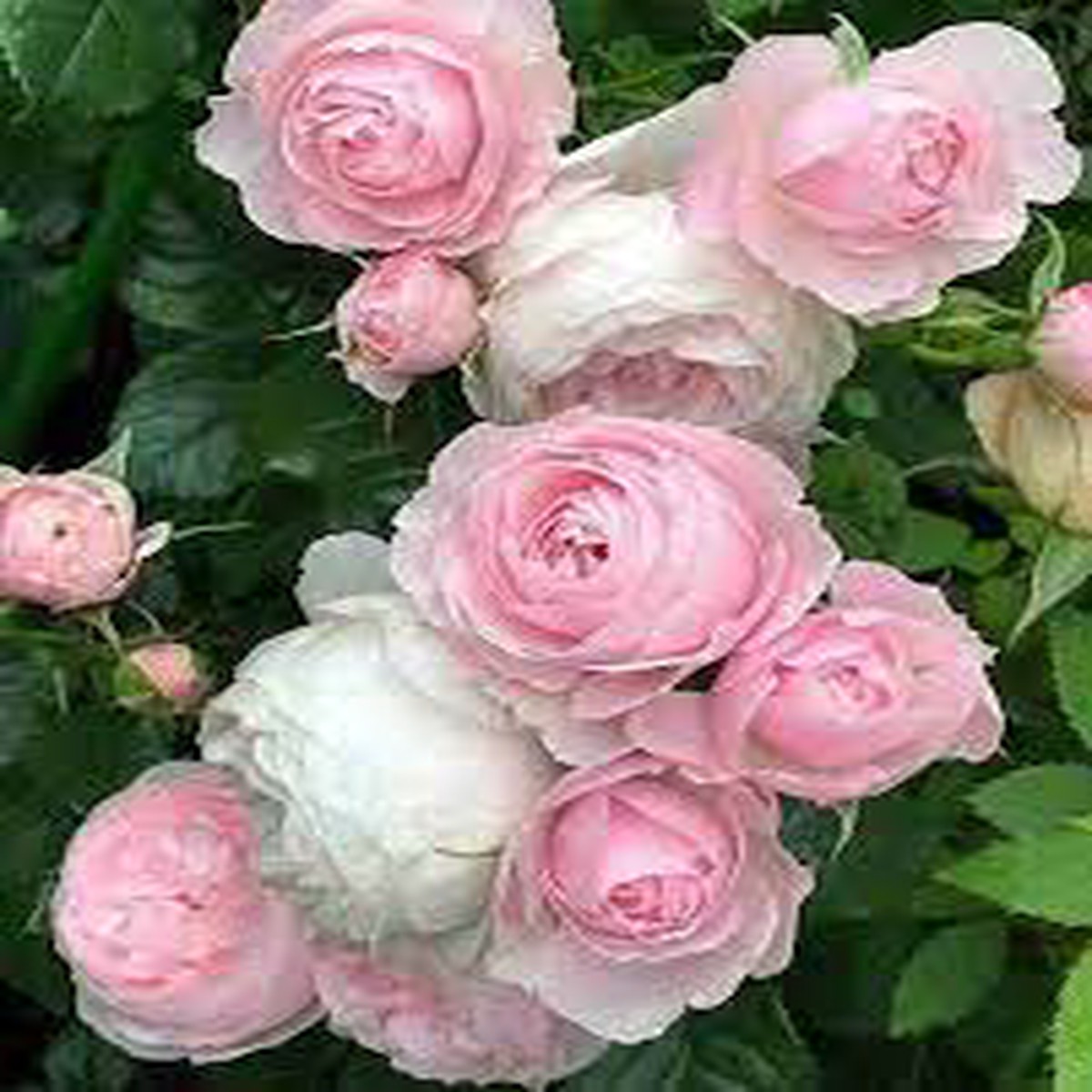 Light Pink Polyantha Rose Plant Seeds for Garden Heirloom & Non-GMO Organic Garden Seeds