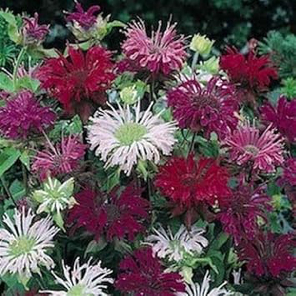 Mixed Monarda Didyma Flower Seeds for Garden Non-GMO, Heirloom, High Germination Seeds