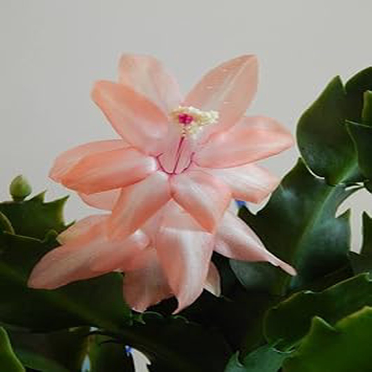 Peach Schlumbergera Flower Seeds for Planting Non-GMO, High Germination Seeds for Indoor & Outdoor Garden Blooms