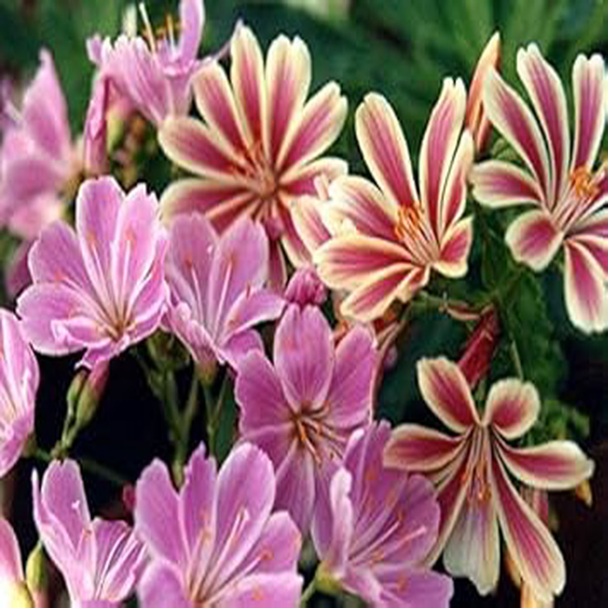 Pink Cotyledon Flower Seeds for Planting Non-GMO, Heirloom, High Germination Seeds