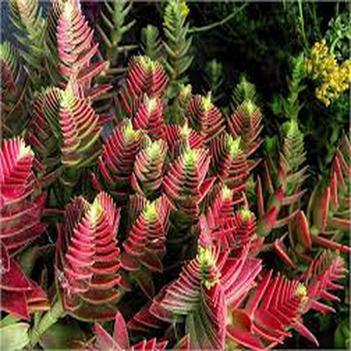 Red Pagoda Plant Seeds for Planting NON GMO Heirloom Seeds, High Germination, Organic Garden