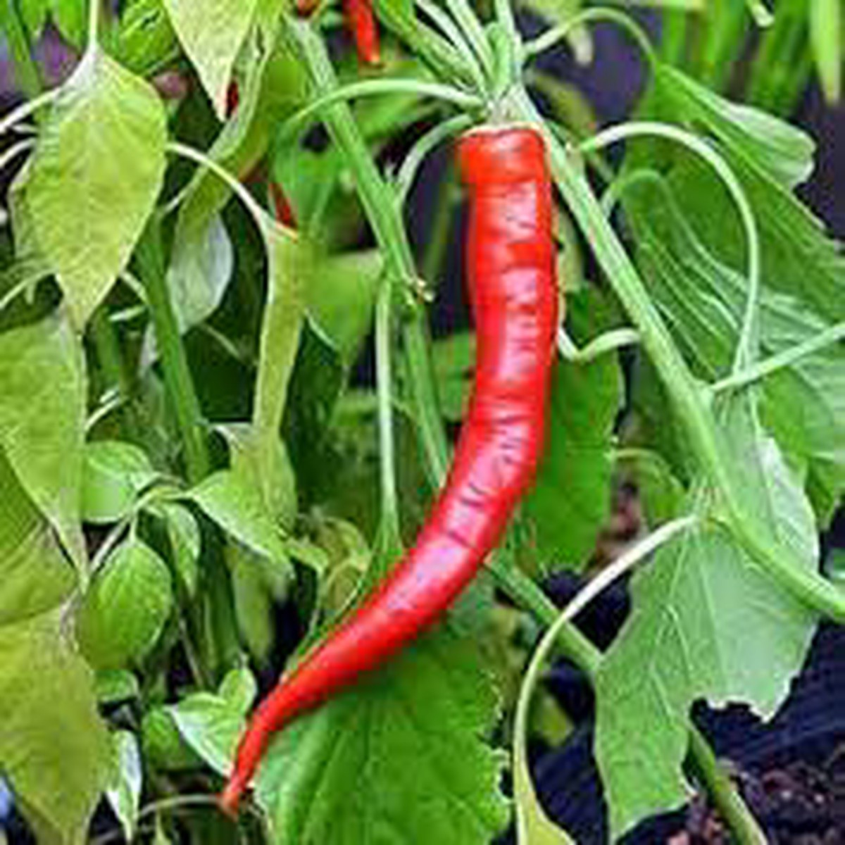 Anhui Sweet Cow-Horn Pepper Seeds for Planting Heirloom, Non-GMO, High Germination, Organic Garden Seeds