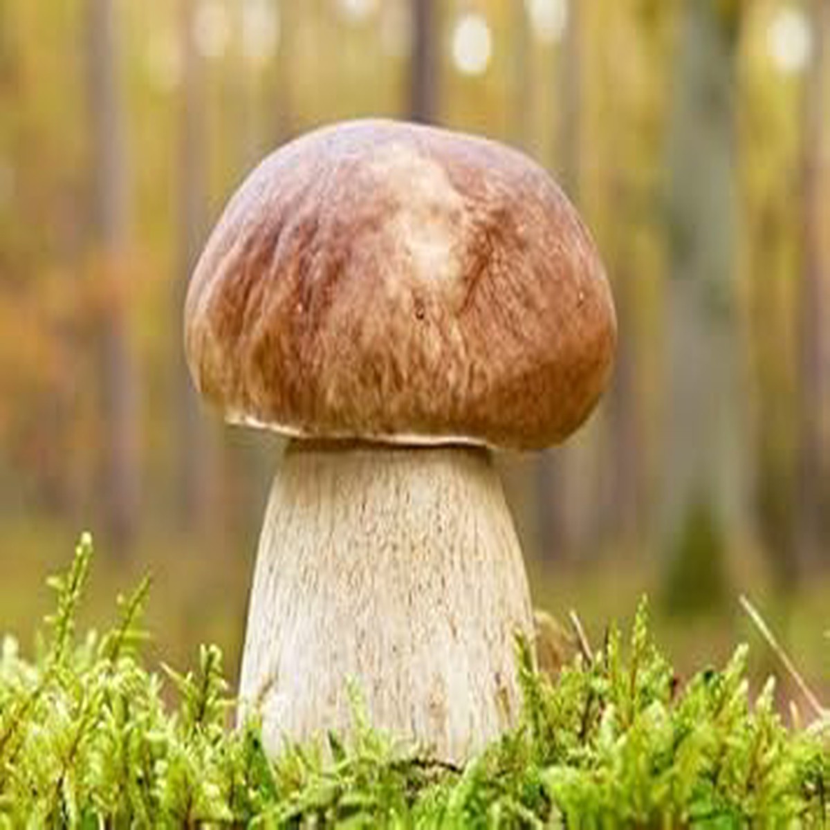 Bolete Mushroom Vegetable Seeds for Planting Heirloom, Non-GMO, High Germination, Organic Garden Seeds