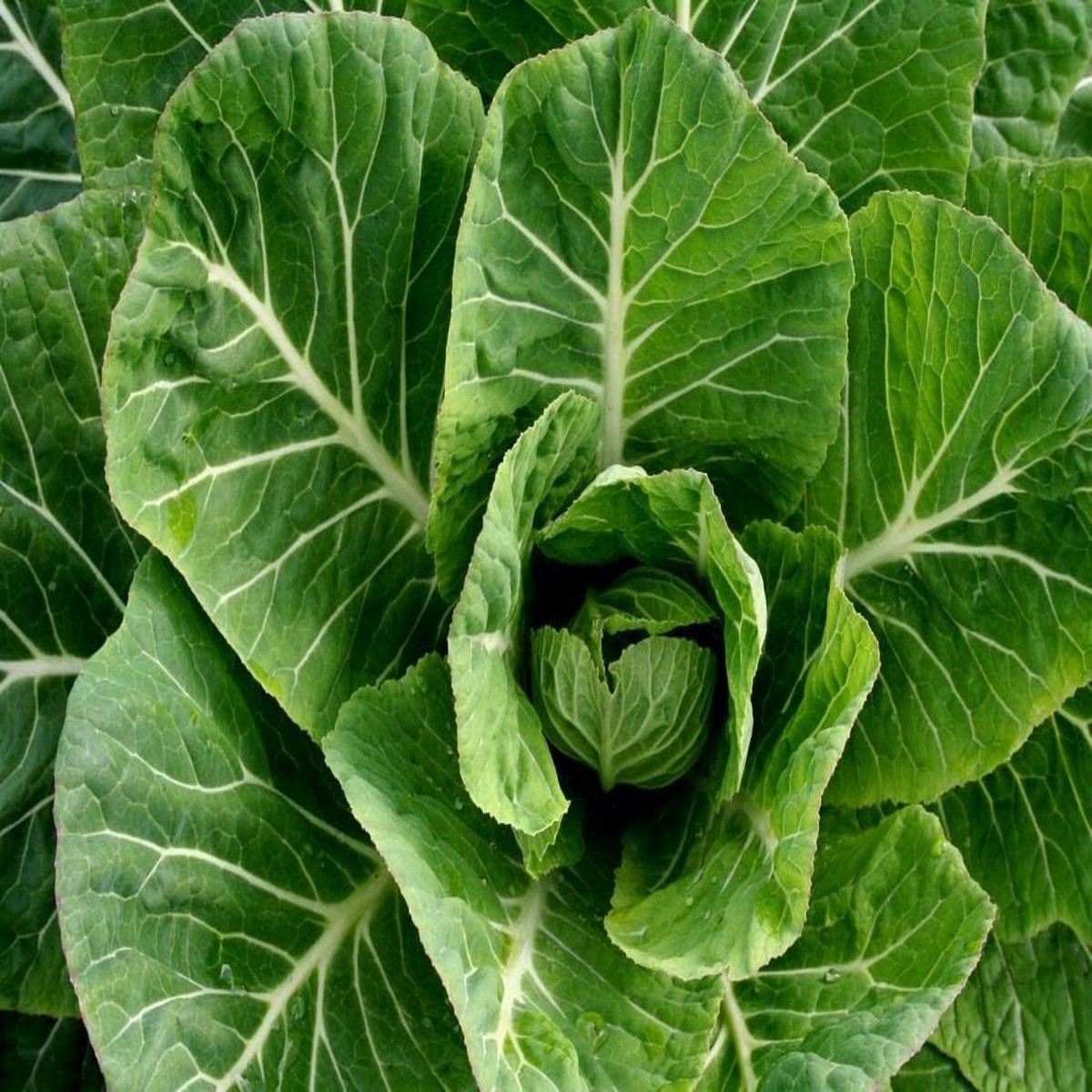 Collard Plant Seeds for Planting Heirloom Non-GMO Vegetable Seeds for Organic Garden