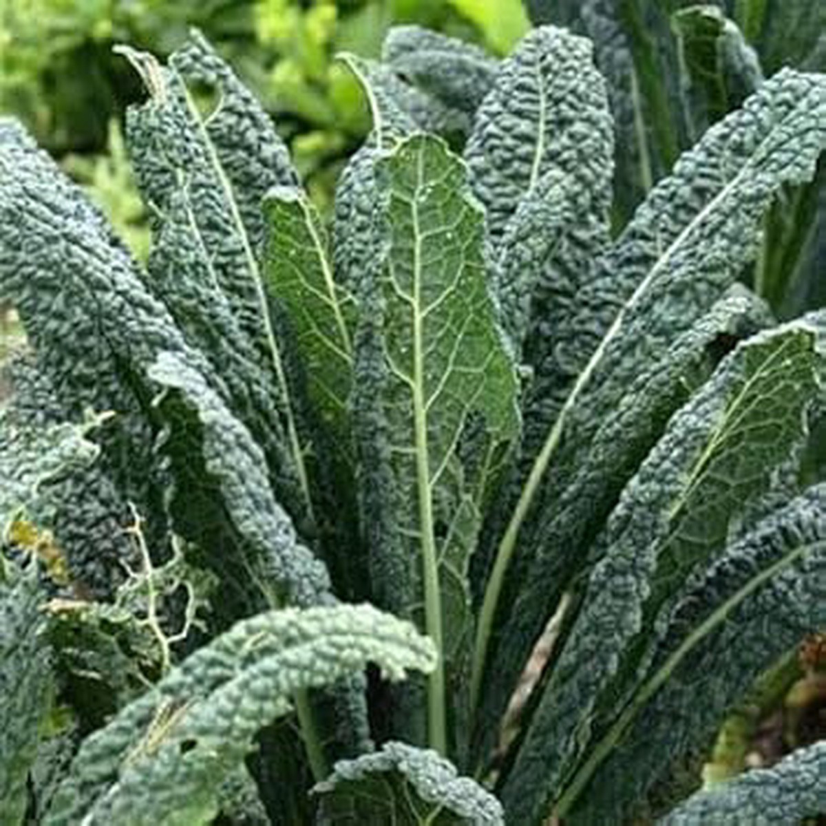 Heirloom Non-GMO Kale Seeds for Planting High Germination Organic Garden Vegetable Seeds