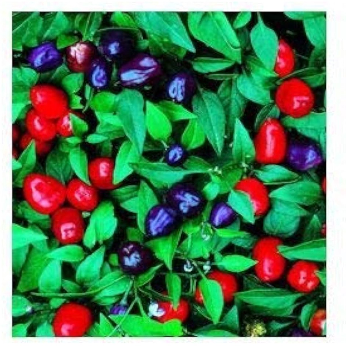 Hot Ornamental Filius Pepper Seeds for Planting Heirloom, Non-GMO, High Germination Organic Garden Seeds