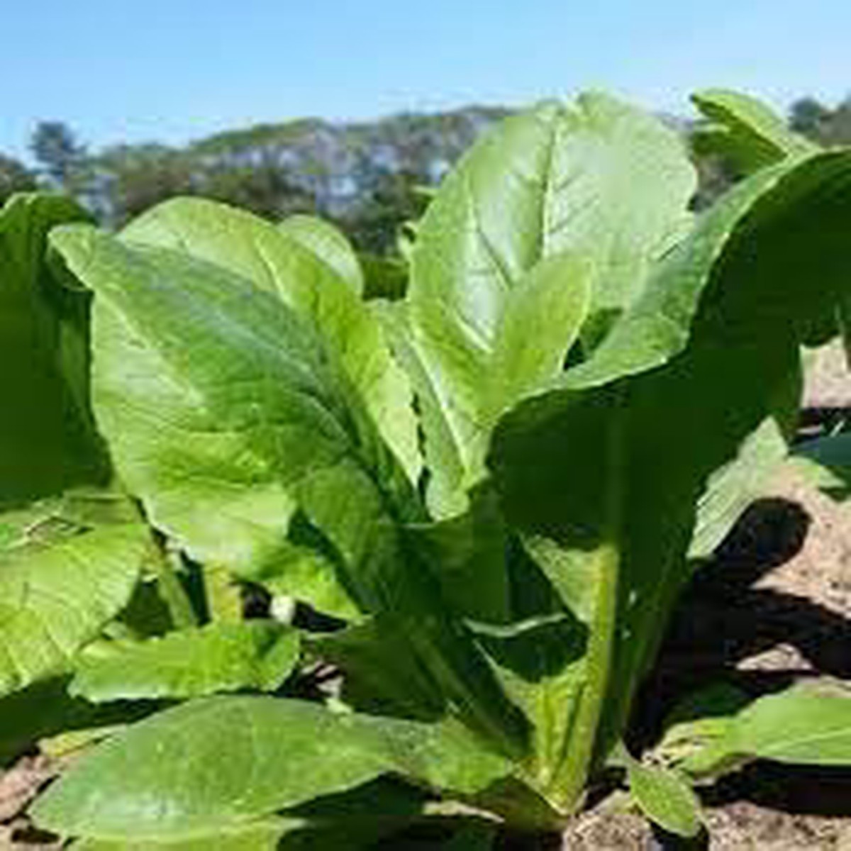 Komatsuna Seeds for Planting - Heirloom Non-GMO Organic Garden Seeds with High Germination Rate