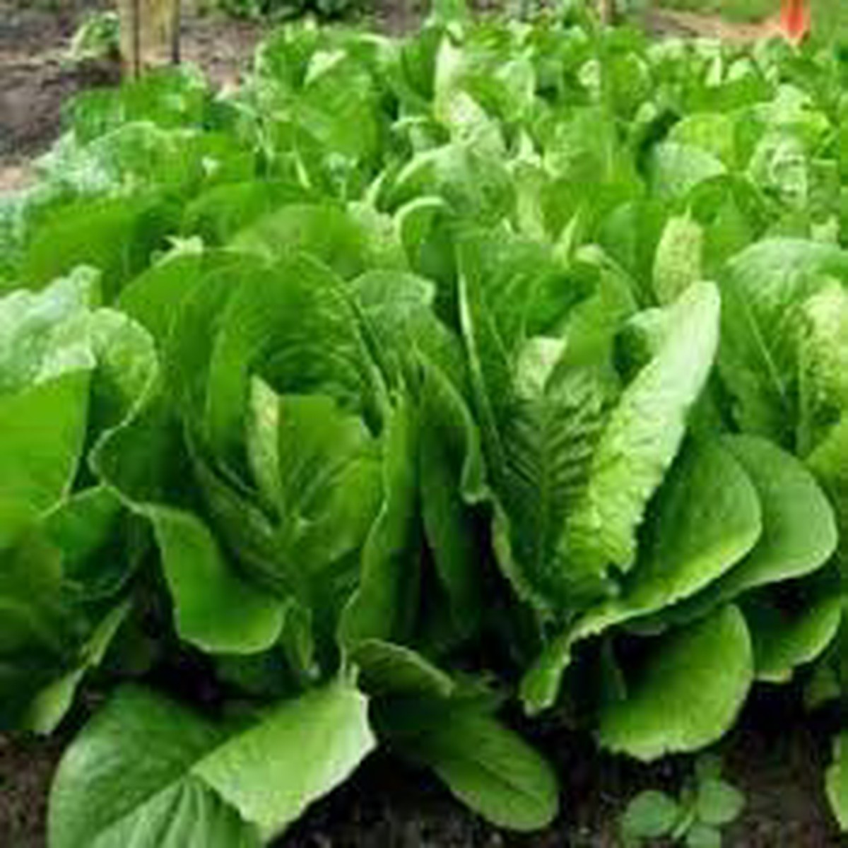 Lettuce Heirloom Seeds for Planting Non-GMO, High Germination Organic Seeds for Fresh, Flavorful Garden Greens
