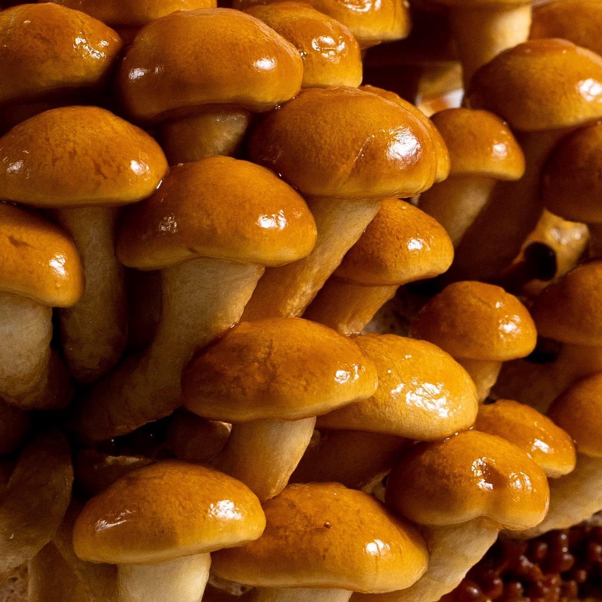 Nameko Mushroom Vegetable Seeds for Planting Heirloom, Non-GMO, Organic Garden Spores with High Germination