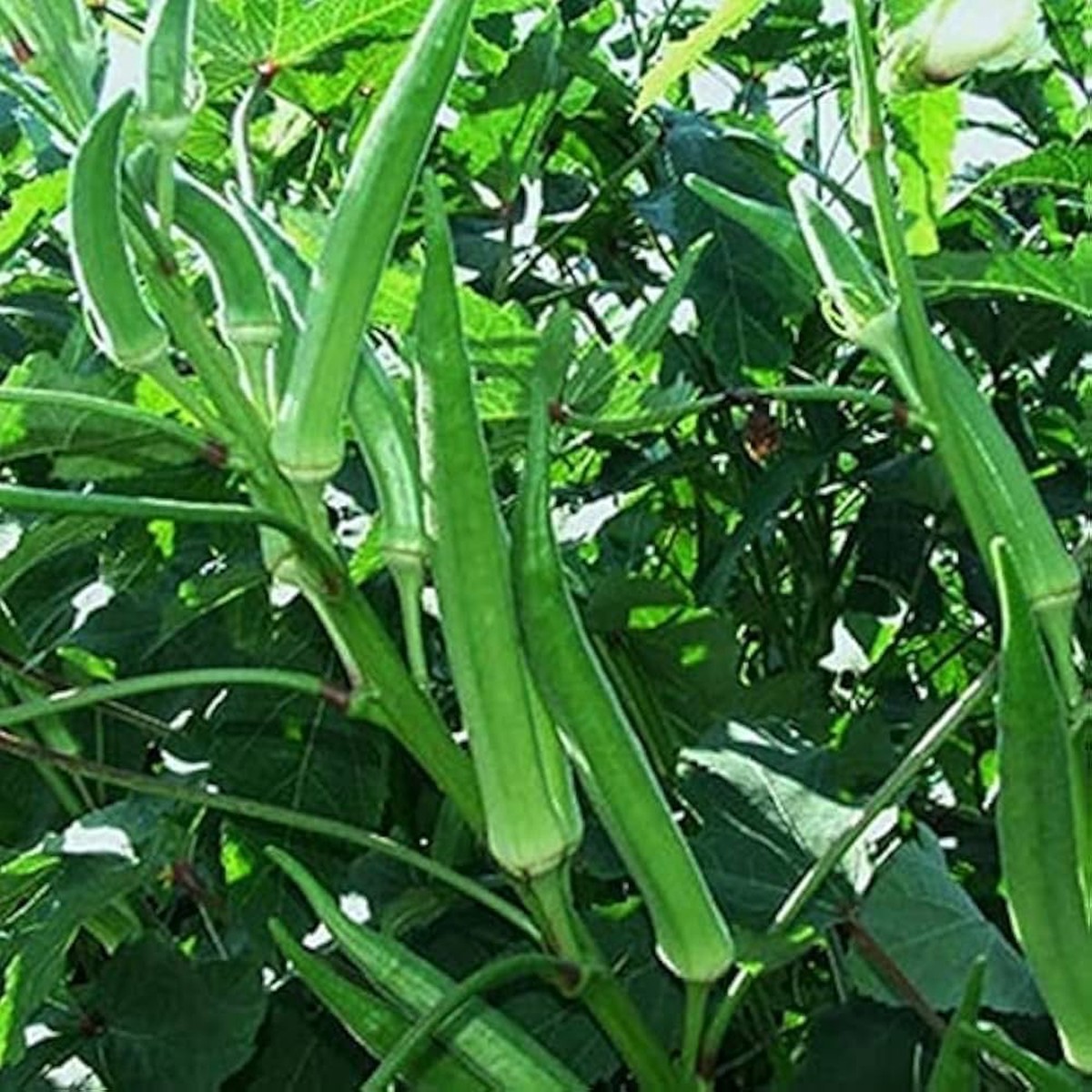 Okra (Winter Variety) Seeds for Planting Heirloom, Non-GMO Vegetable Seeds for Home Garden, High Yield & Heat Tolerant Variety