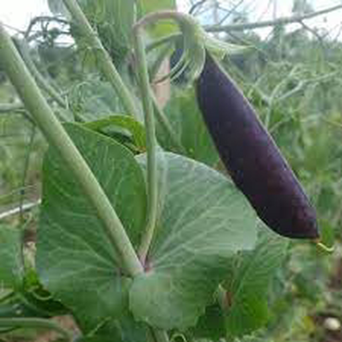 Pea Vegetable Seeds for Planting | Heirloom Non-GMO Organic Garden Seeds