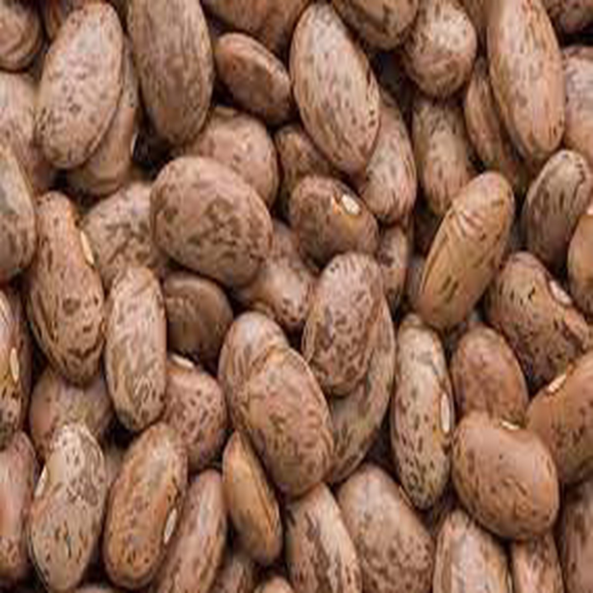 Pinto Bean Vegetable Seeds for Planting Heirloom, Non-GMO, High Germination, Organic Garden Seeds