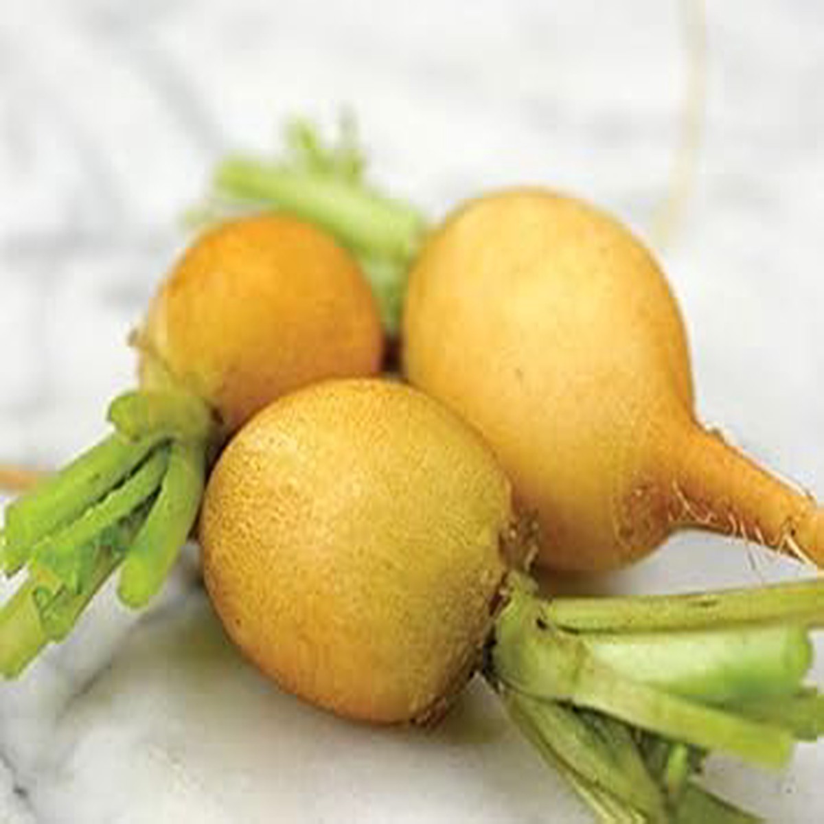 Radish Zlata Seeds for Planting Heirloom, Non-GMO, Organic Garden Seeds with High Germination Rate